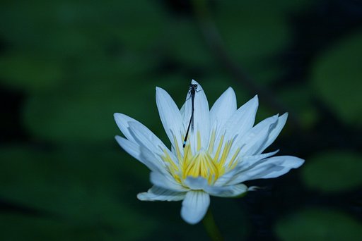 幻想（イトトンボその２）