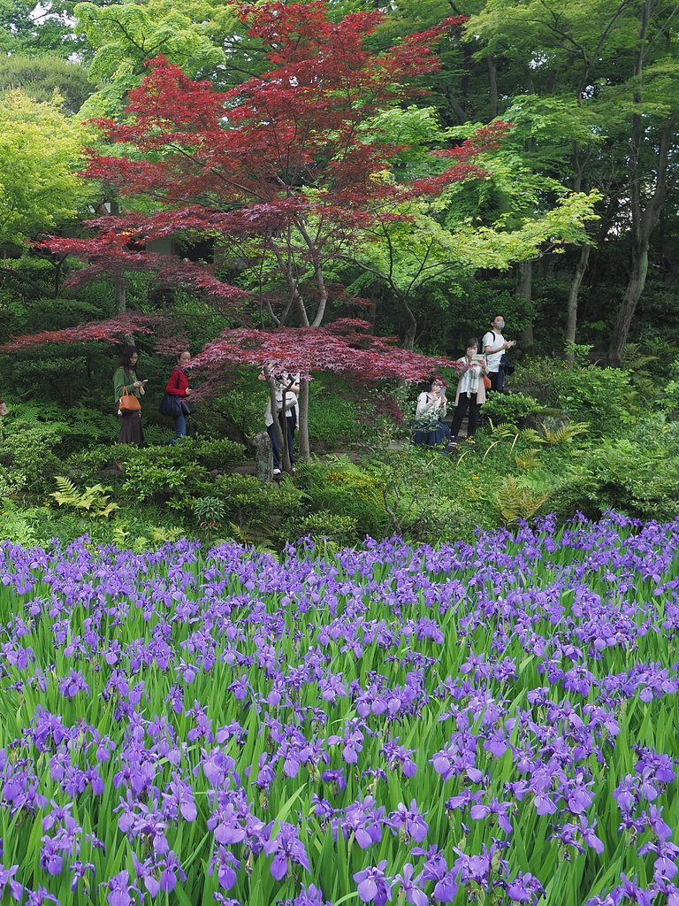 燕子花Photo-2