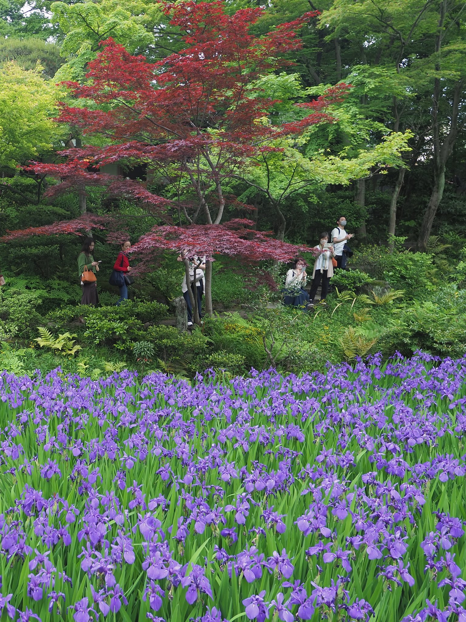 燕子花Photo-2
