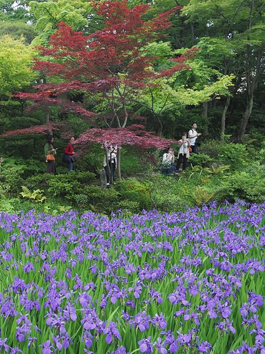 燕子花Photo-2