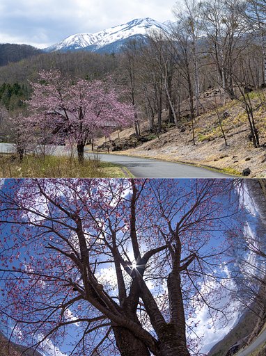５月の桜
