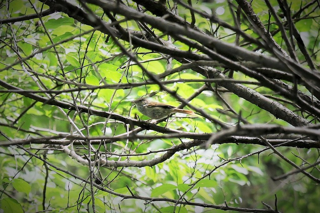 久々のウグイス