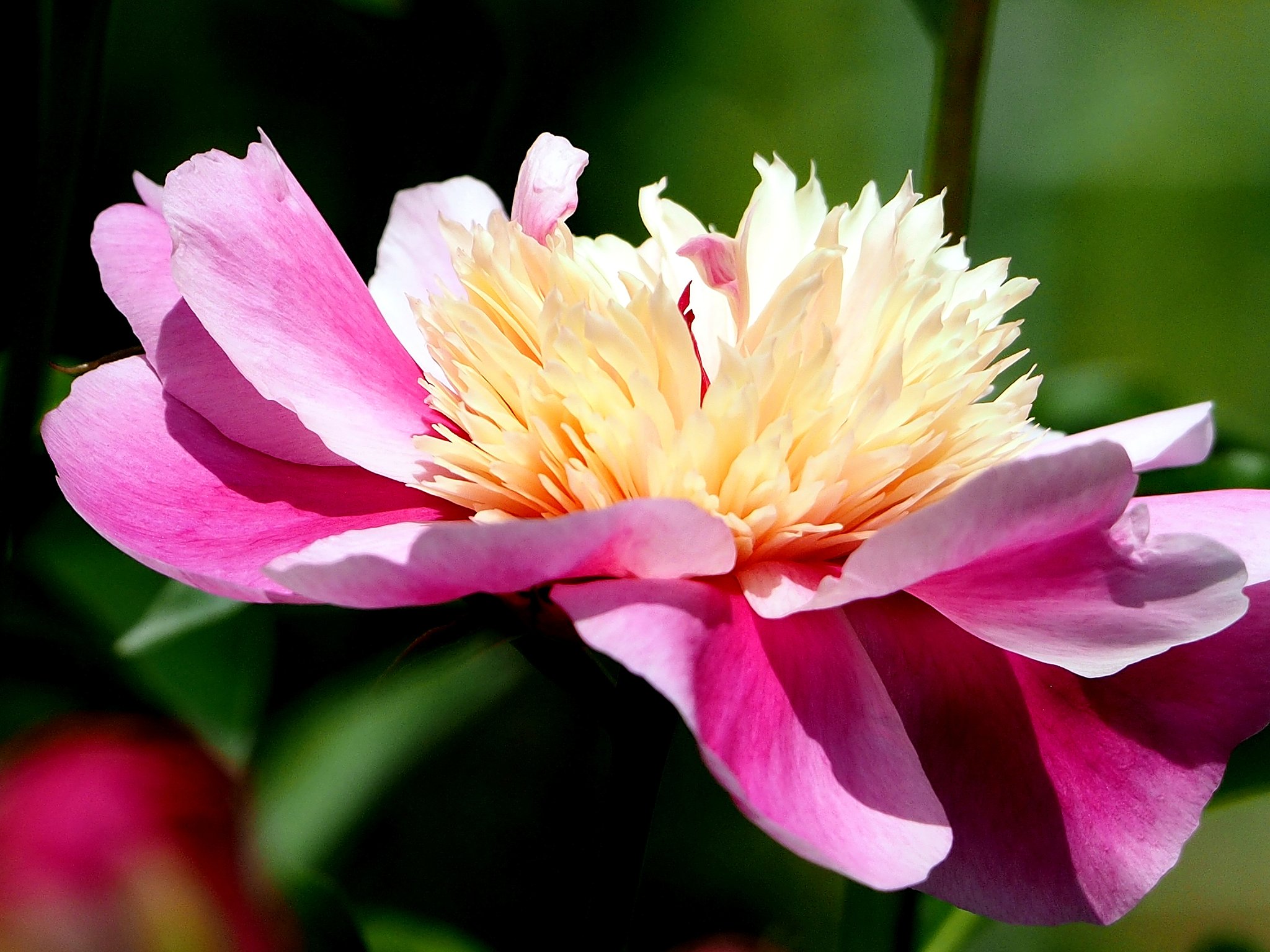 シャクヤク別種の花のUP