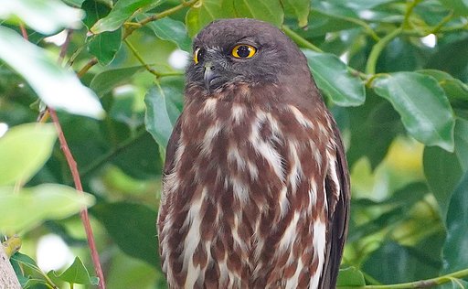 枝にアオバズクくん
