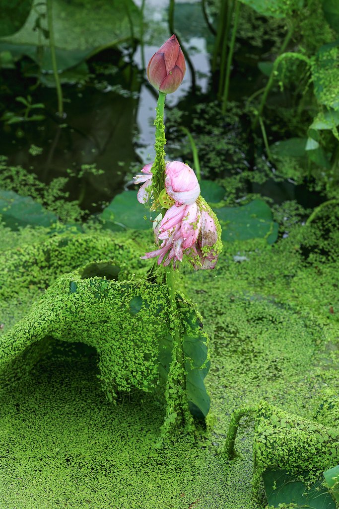 雨後の花