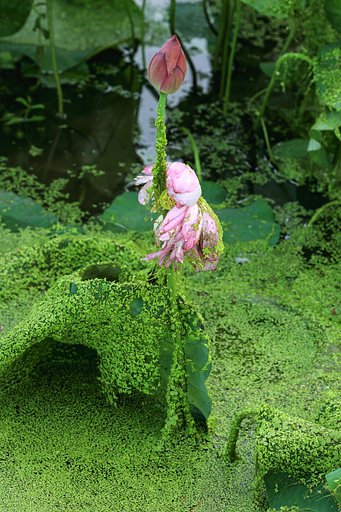 雨後の花