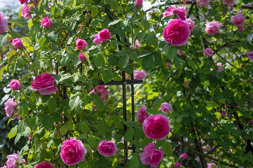 薔薇に囲まれて