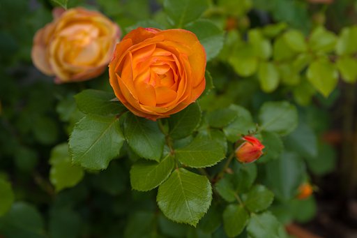 ベランダの薔薇