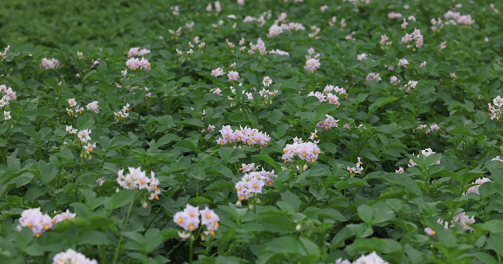 馬鈴薯畑（その２)