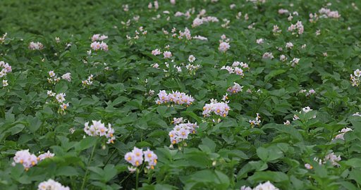 馬鈴薯畑（その２)