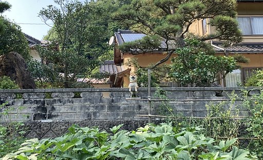 番犬