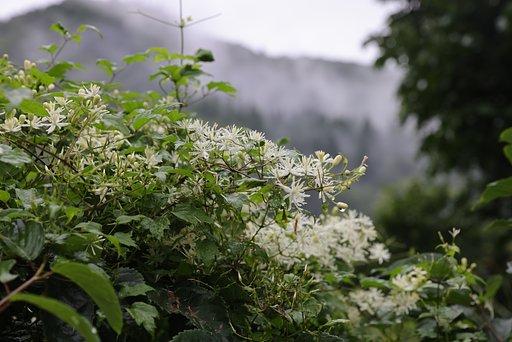 雨上がりの野生クレマチス