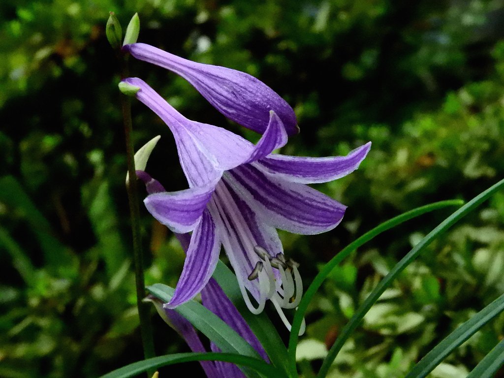 ギボウシの花