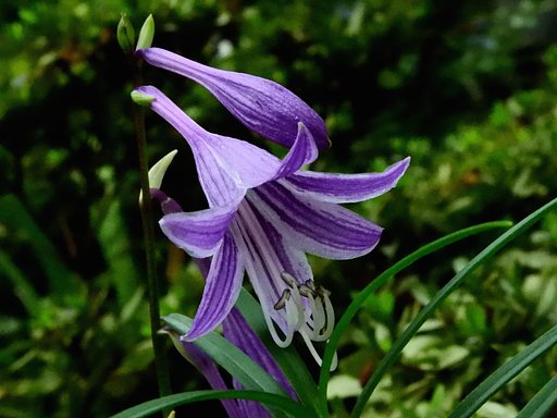 ギボウシの花