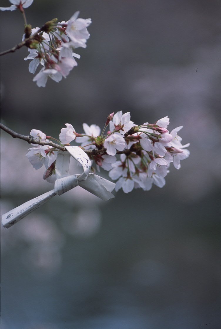 桜に願いを・・・