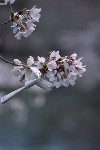 桜に願いを・・・