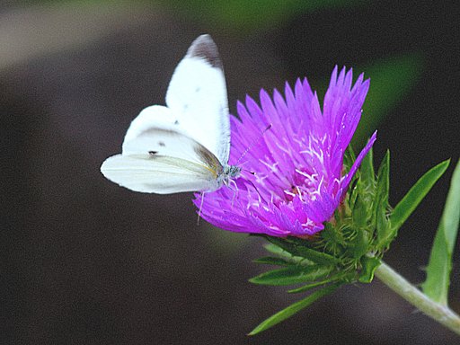 古いカメラに古いレンズで