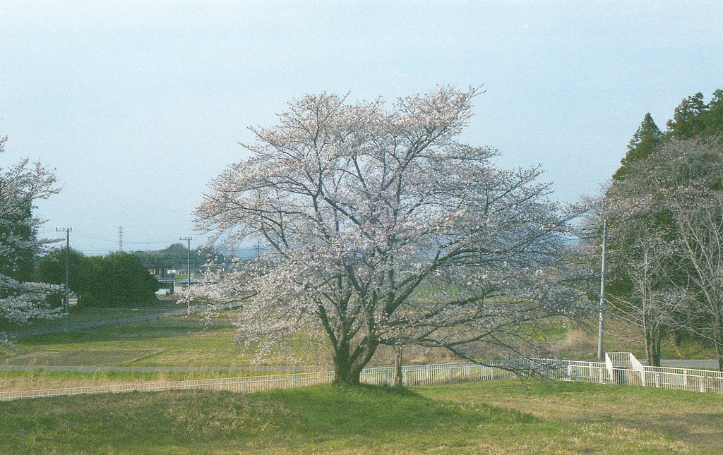 sakura