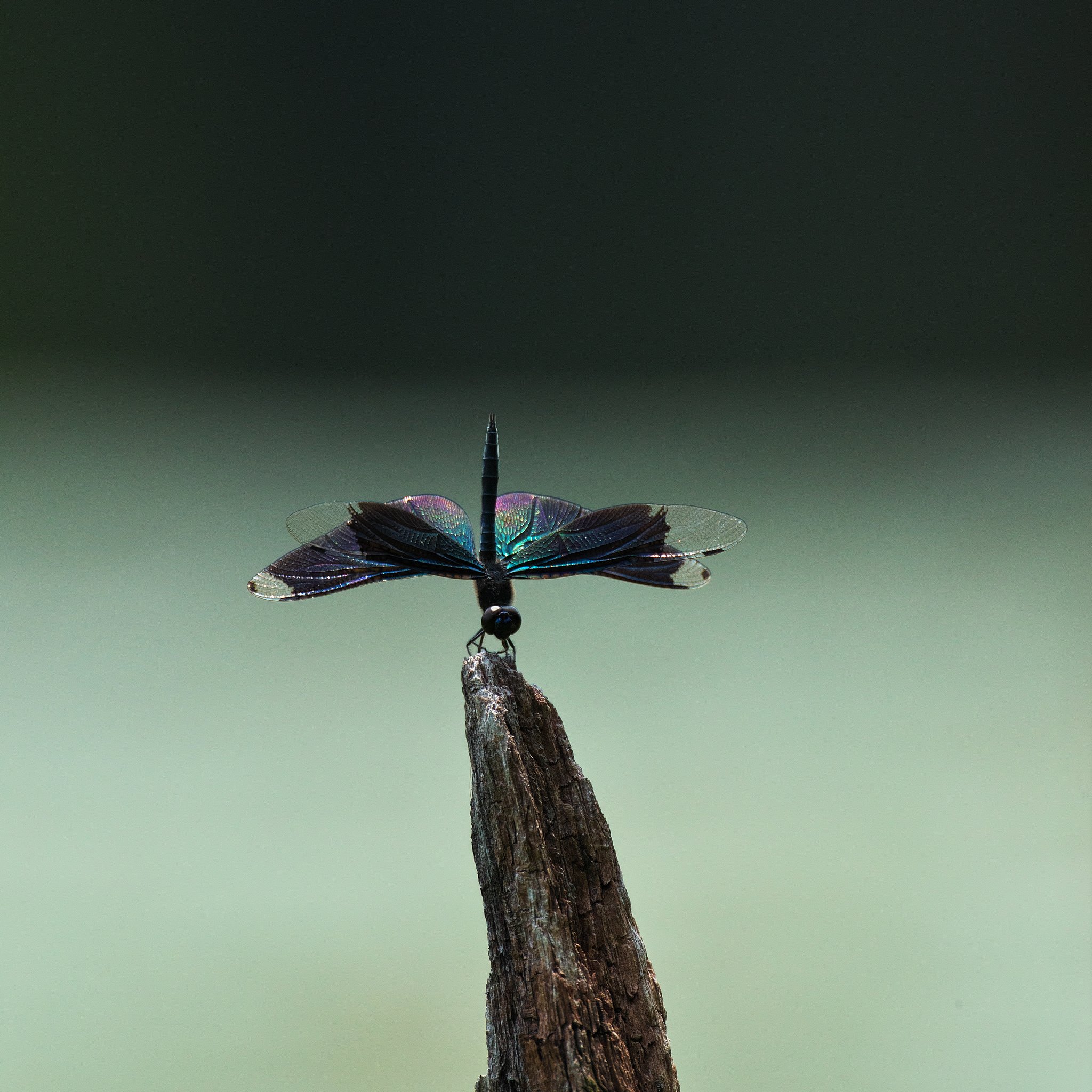 butterfly dragonfly