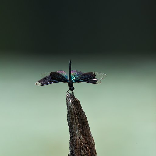 butterfly dragonfly