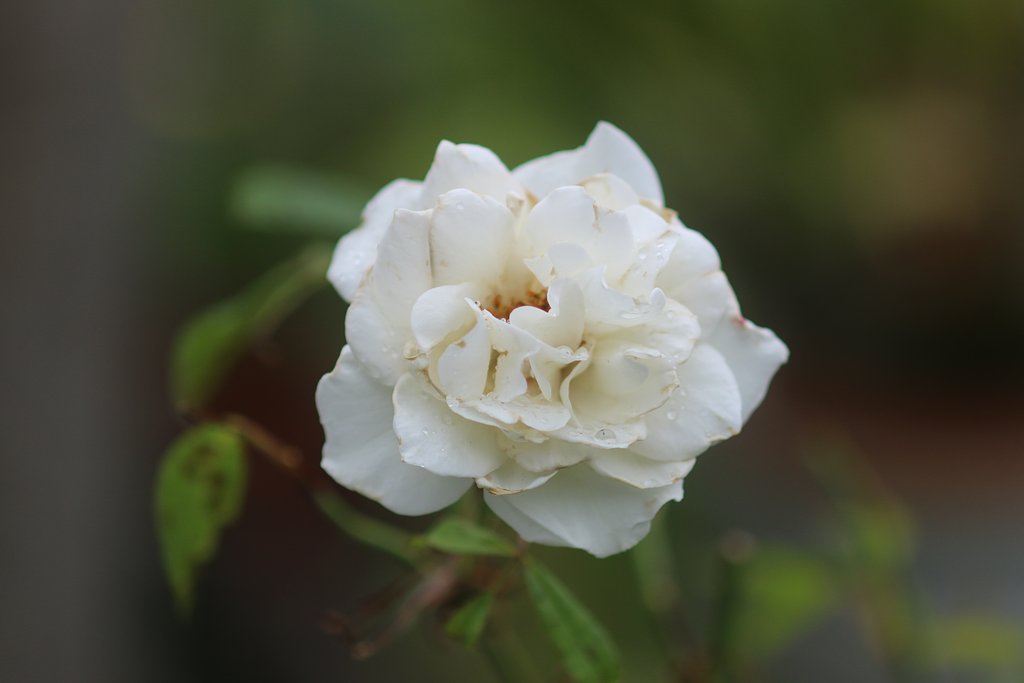 Canon EF200mmF2.8L