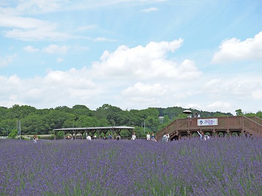 嵐山ラベンダーまつり２
