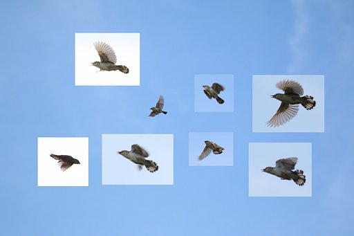 太陽の鳥・セッカ2023夏