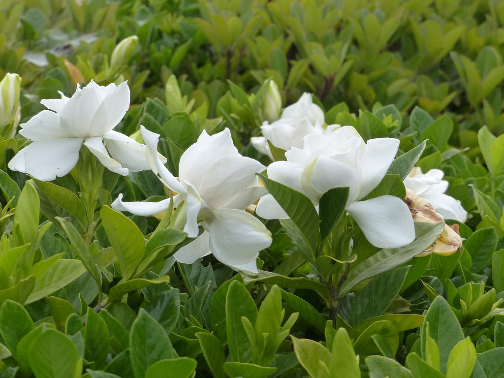 クチナシの花