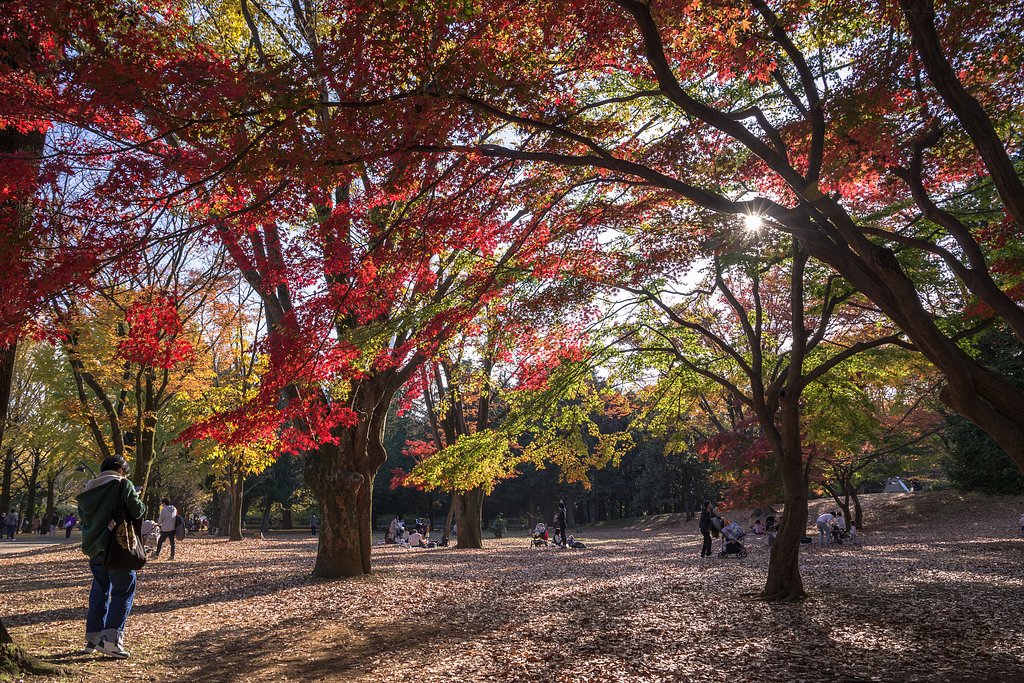 休日の紅葉