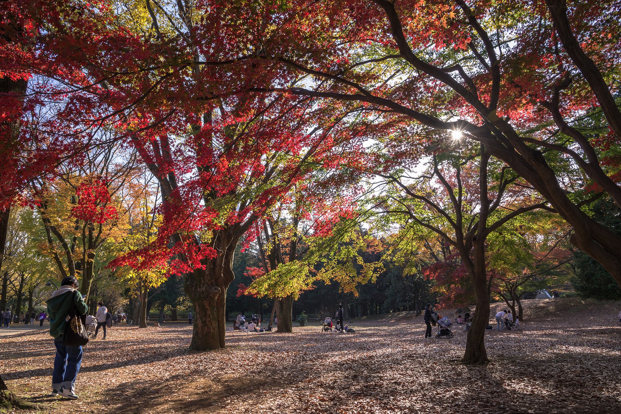 休日の紅葉