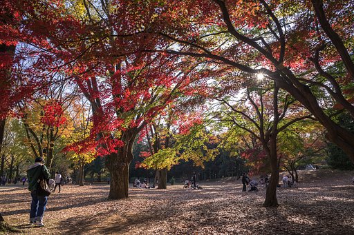 休日の紅葉