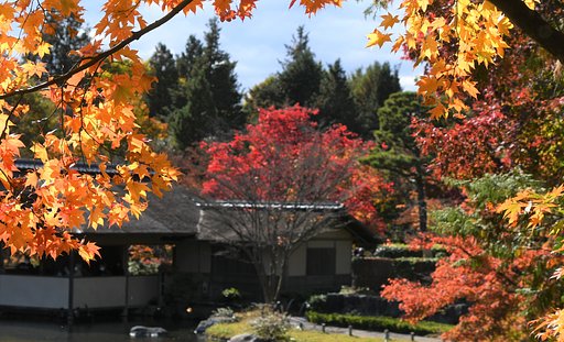 紅葉