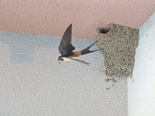 飛燕(金谷のコシアカツバメ)