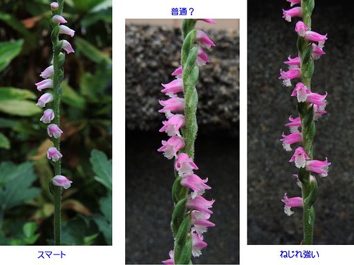 ネジバナ