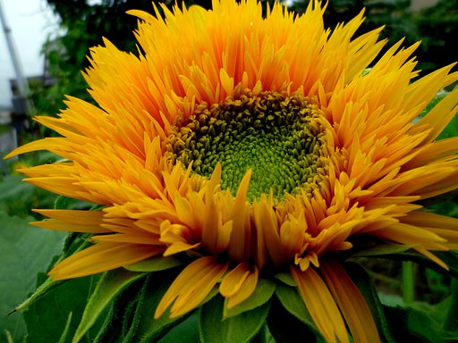 夏の花UP