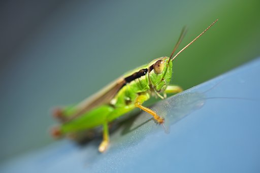 Locust