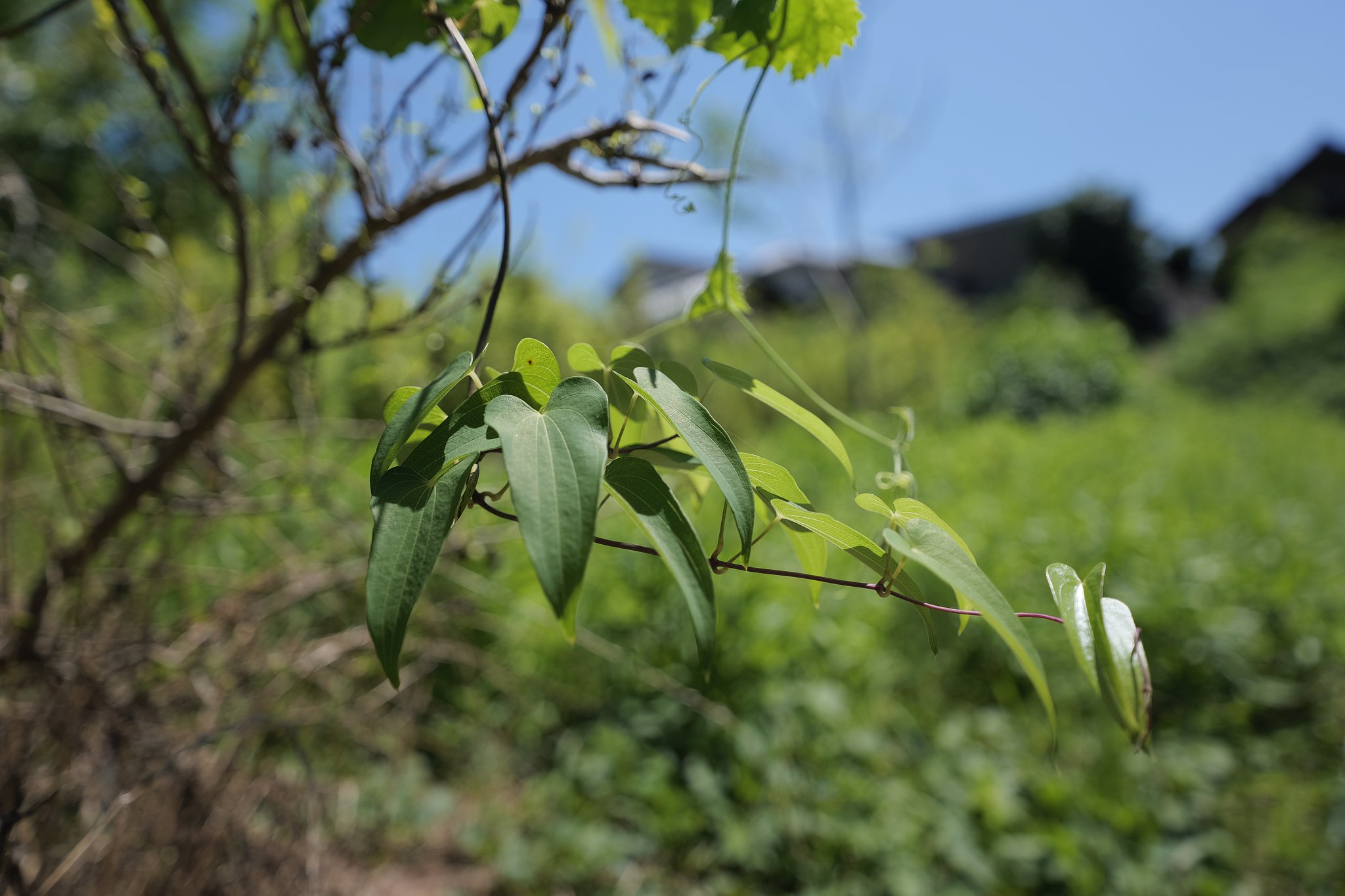 green leaves