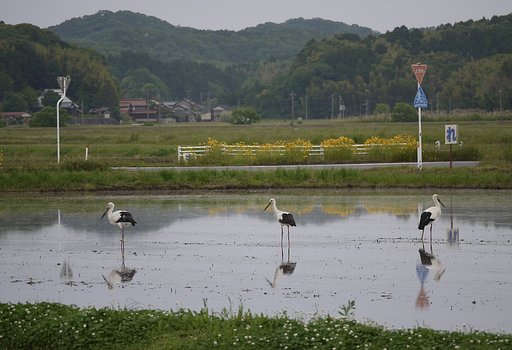 コウノトリ