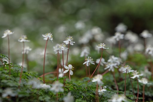 3月2日の写真