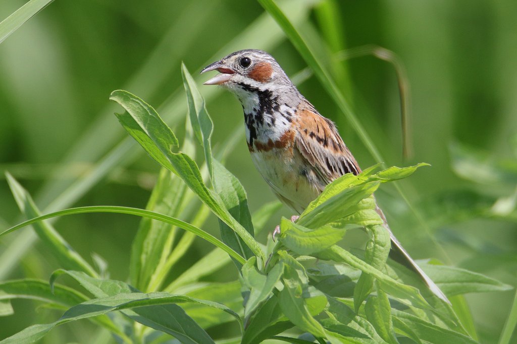 草原の鳥・ホオアカ
