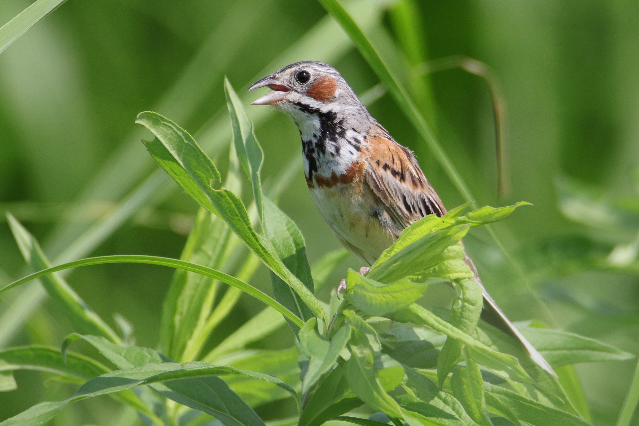 草原の鳥・ホオアカ