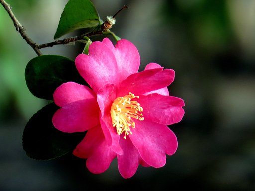 山茶花