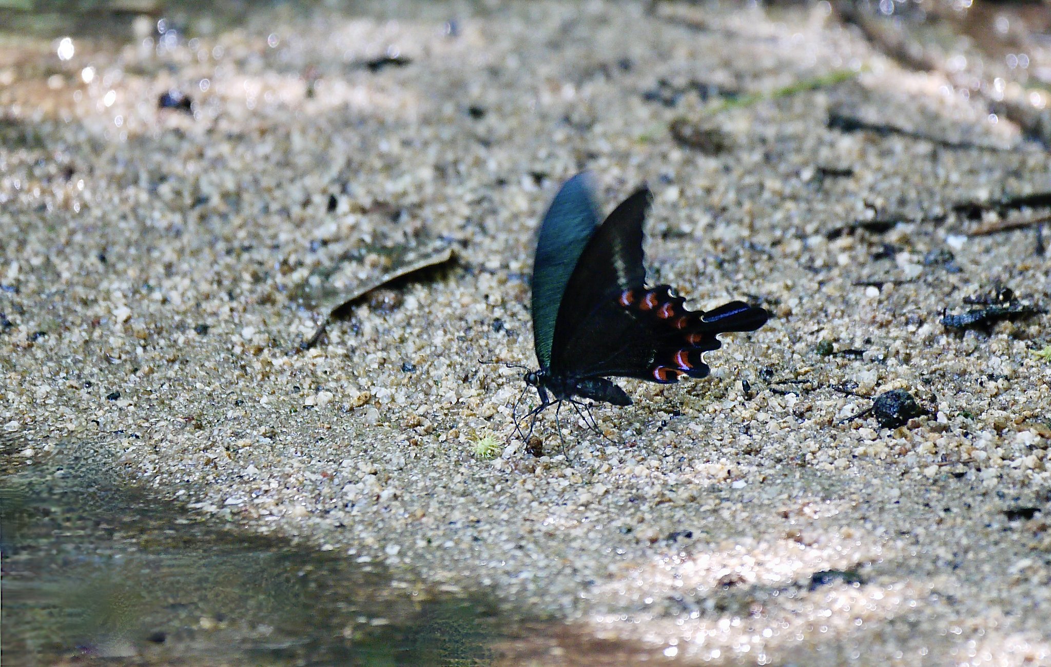 ミヤマカラスアゲハ