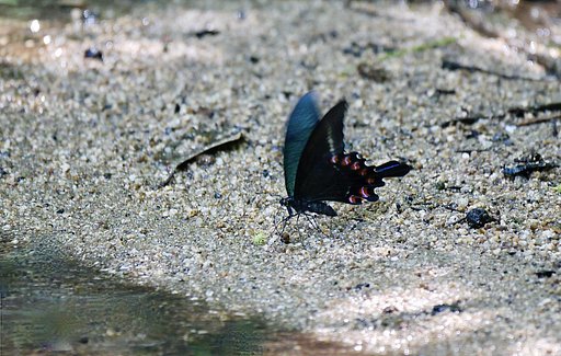 ミヤマカラスアゲハ