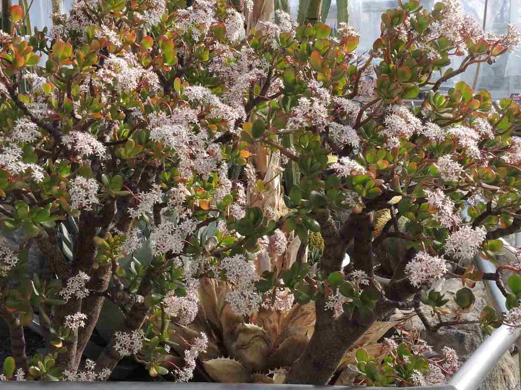 花月