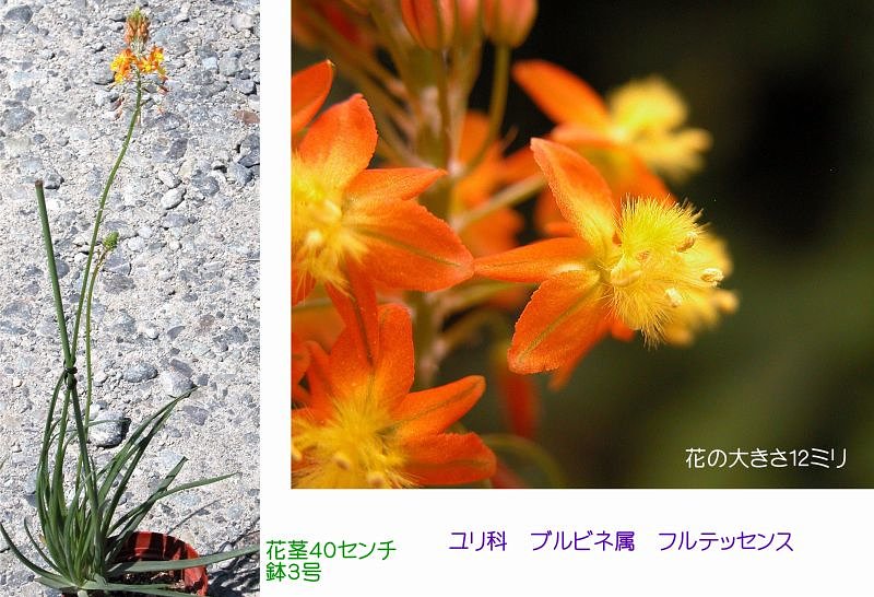 遠い思い出