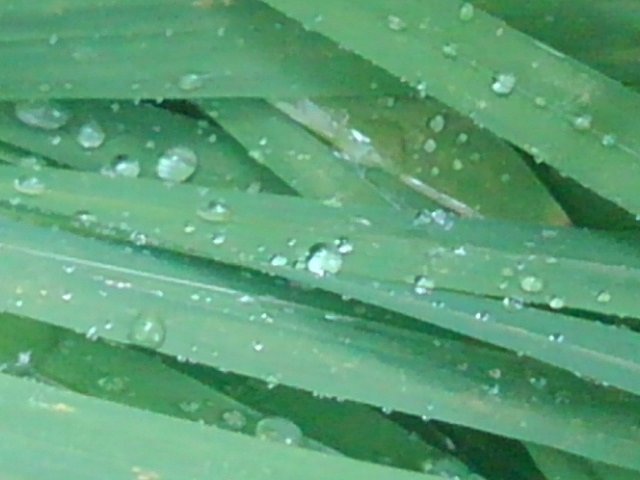 葉の上に乗った雨からの雫