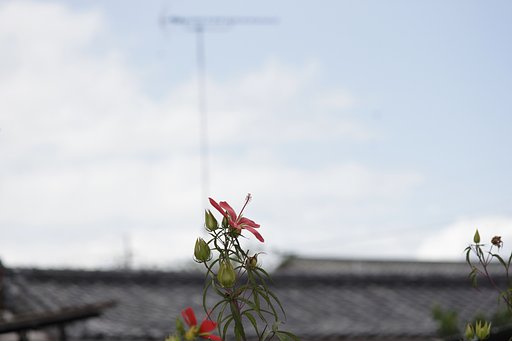 屋根よりー高いーモミジアオイー