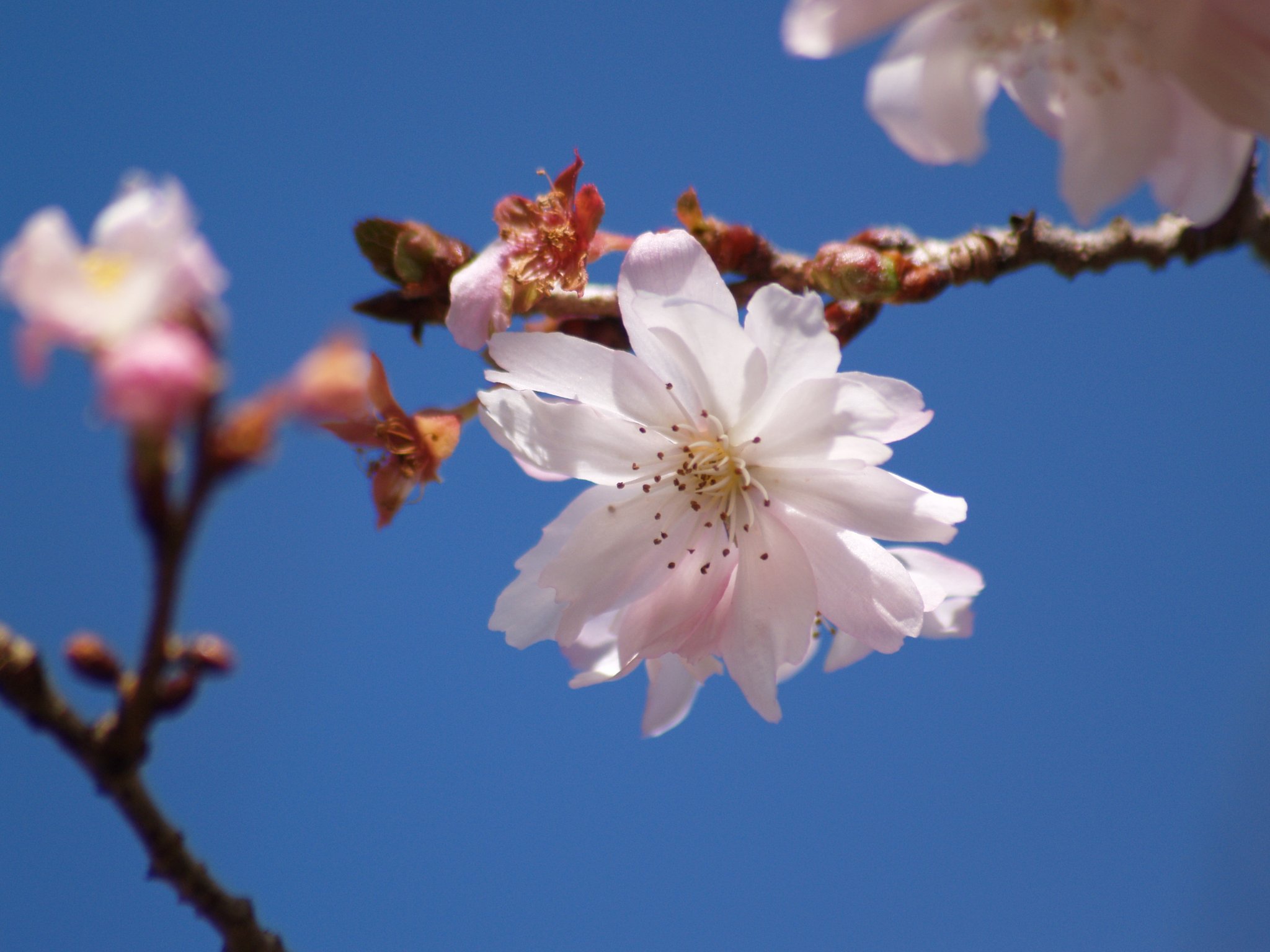 寒桜