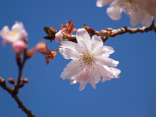 寒桜